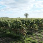 Domaine de L'Enchantoir | Saumur
