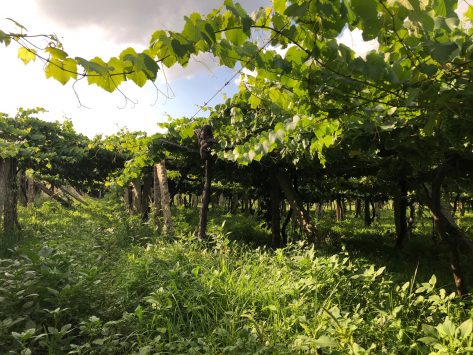 The Lost World: Pre-Phylloxera Albariño in the Val do Salnés