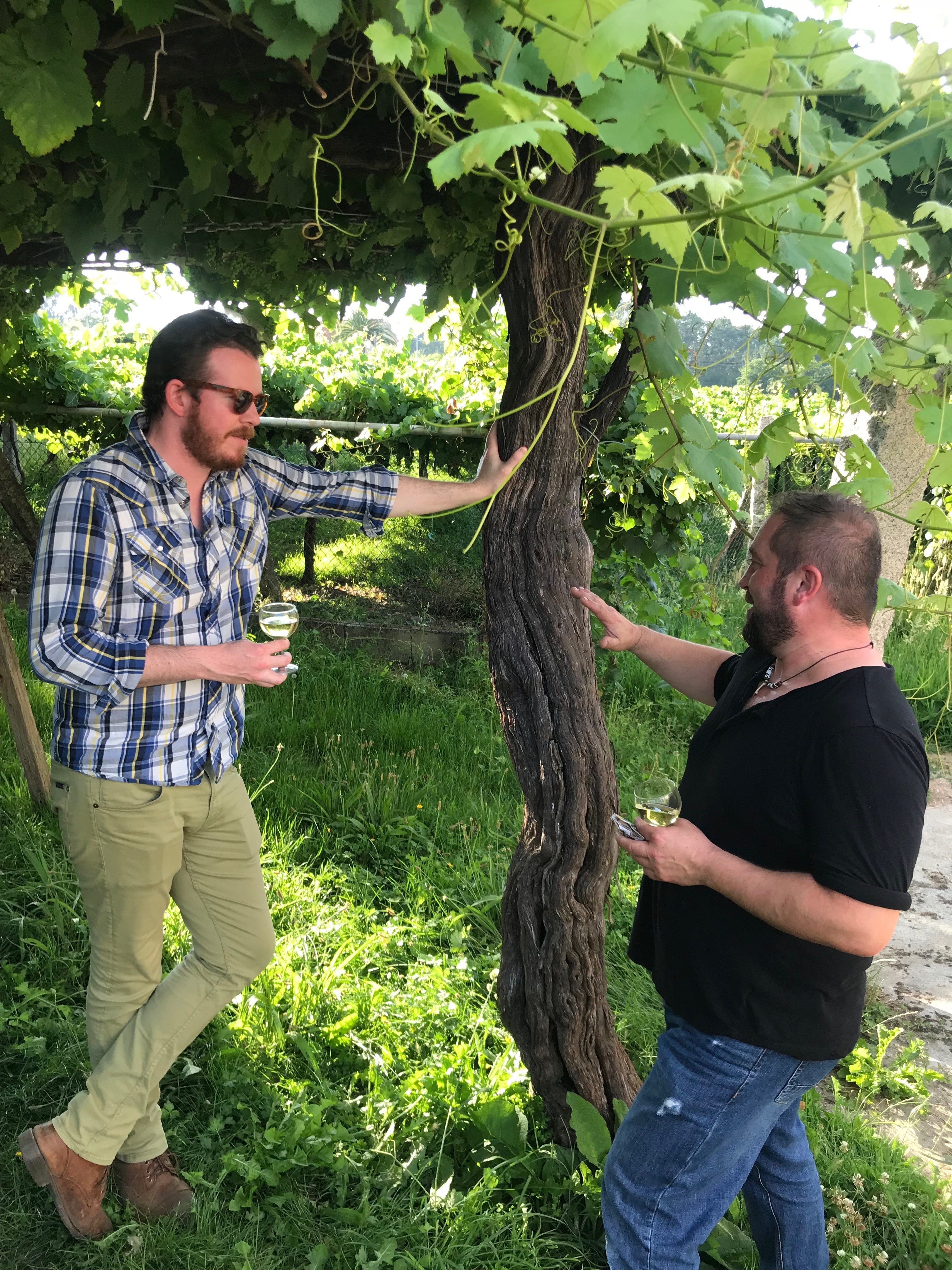 The Lost World: Pre-Phylloxera Albariño in the Val do Salnés - Skurnik  Wines & Spirits