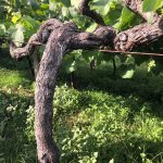 The Lost World: Pre-Phylloxera Albariño in the Val do Salnés 6
