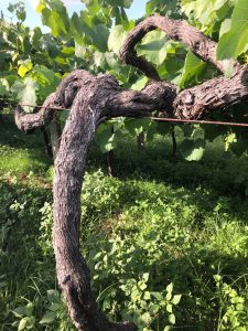 The Lost World: Pre-Phylloxera Albariño in the Val do Salnés 6