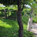 The Lost World: Pre-Phylloxera Albariño in the Val do Salnés 7