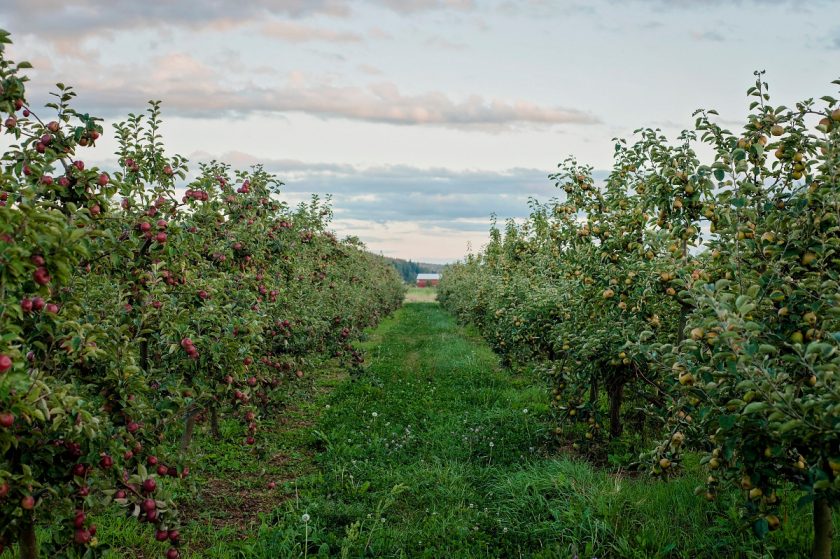 The Golden Apples of the Sun: a Quick Tour of Skurnik’s Burgeoning Cider Portfolio