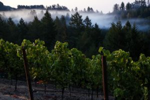 A Return to Classic: The Stylistic Evolution of California Wine 10