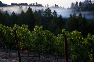 A Return to Classic: The Stylistic Evolution of California Wine 10