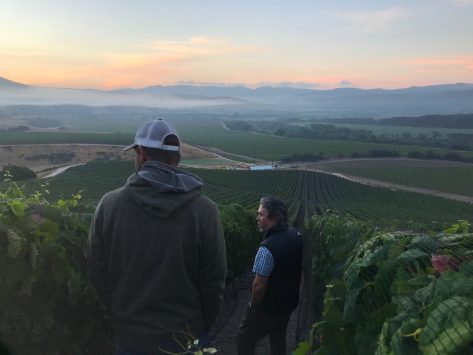 A Return to Classic: The Stylistic Evolution of California Wine