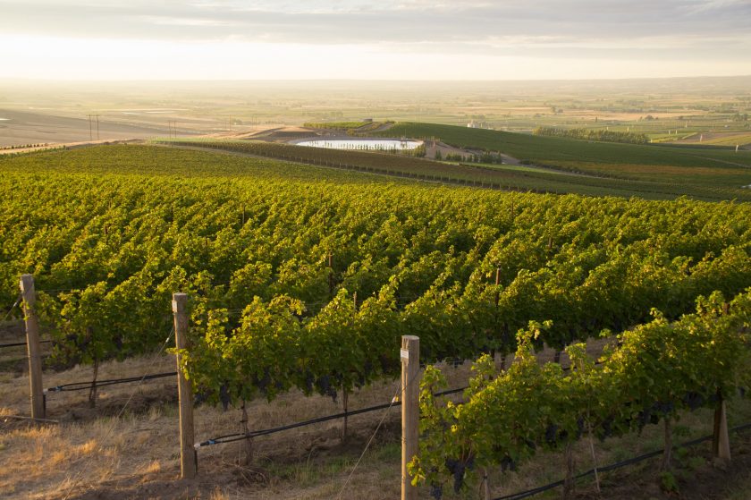 Requiem Wines