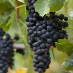 Zinfandel: American Heritage in a Glass 14