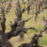 Zinfandel: American Heritage in a Glass 17