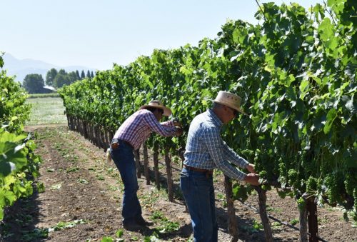 Zinfandel: American Heritage in a Glass