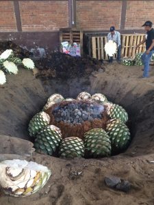 AGAVE EXPLOSION! 9