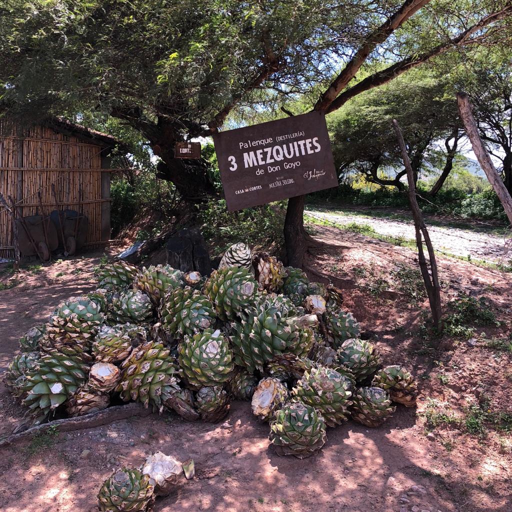 Our Agave Portfolio is in Full Bloom!