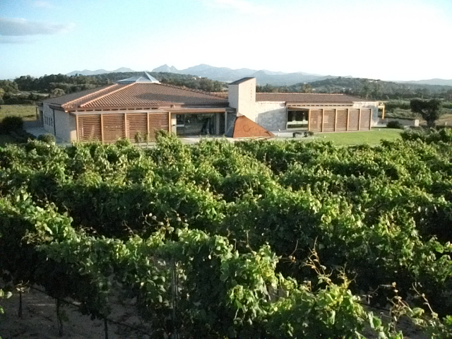 Surrau vineyards