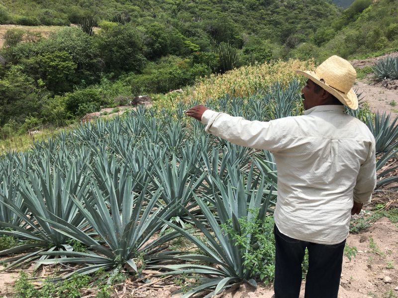 La Medida Mezcal