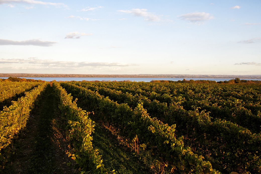 The Reality of Riesling: How Our Producers are Changing the Landscape of a Challenged Variety