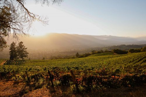 Hanzell Vineyards: Timeless Expression of Sonoma