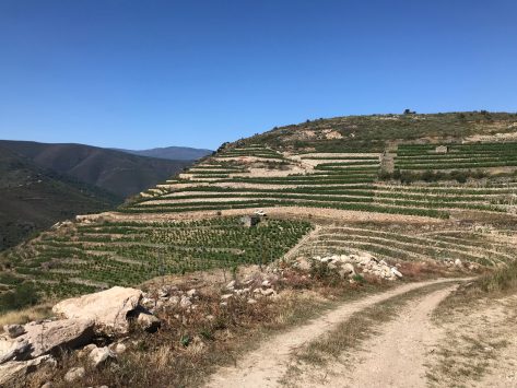 Clean Slate — the Galvanizing Godello of A Coroa