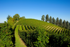 Malvirà: The Last Great Stash of Cellar-Aged Older Wines in Piedmont?! 2