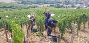 2019 Harvest Notes from Our friends in France 1