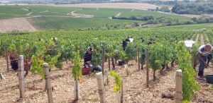 2019 Harvest Notes from Our friends in France 2