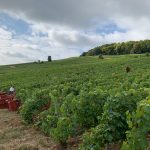 The 2019 Harvest Report in France -- Part II! 10