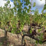 The 2019 Harvest Report in France -- Part II! 25