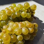 The 2019 Harvest Report in France -- Part II! 4