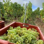 The 2019 Harvest Report in France -- Part II! 8