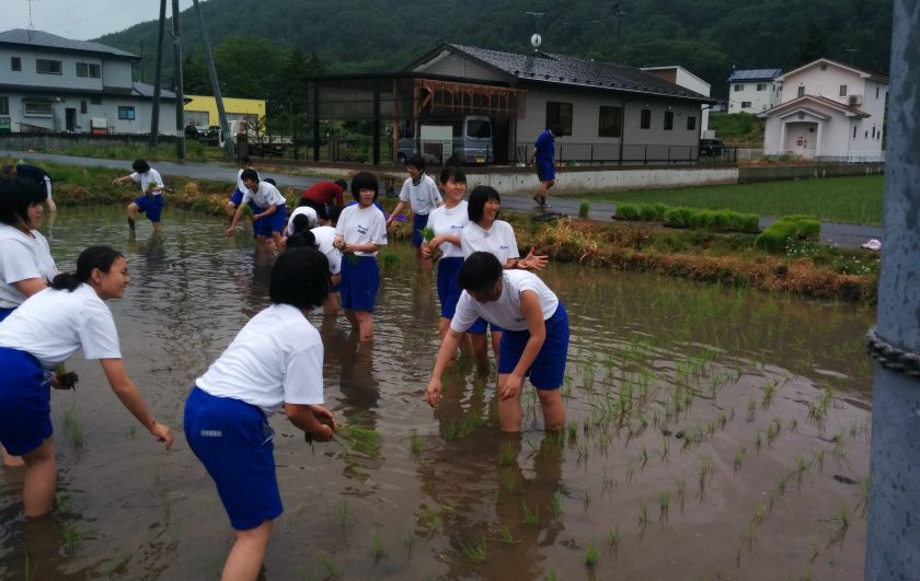 Before the Bottle, Growing Sake Rice in Japan