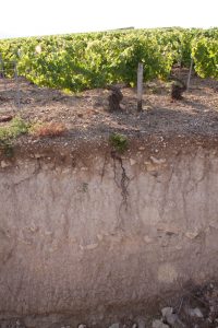 The 2018 Vintage in Chablis 1