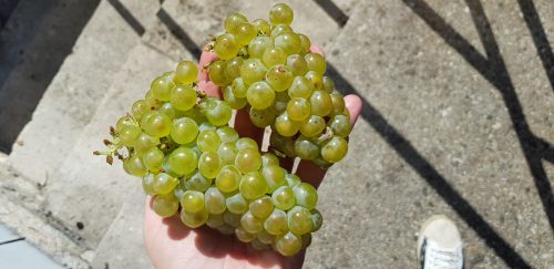 The 2018 Vintage in Chablis Is One For The Ages