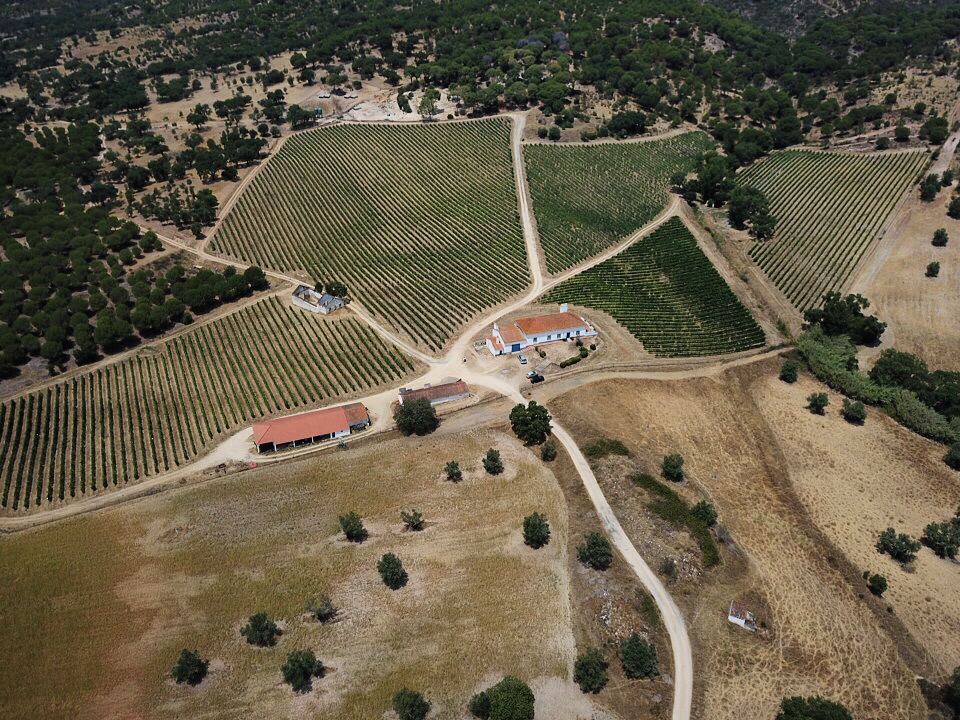 Fresh from the Alentejo: Anta de Cima!