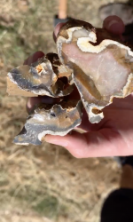 Silex closeup. Found all over the Domaine de la Butte hillside.