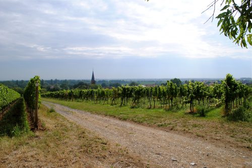 Pfalz: The Wines of The Rhineland