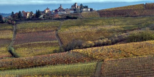 Tour the Vineyards of Sottimano with Andrea