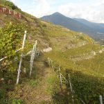 Ar.Pe.Pe: The New Dawn of Nebbiolo from Valtellina 13