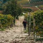 100 Years of Azelia: Old, Stubborn Beauty in Barolo 12