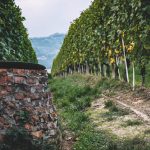 100 Years of Azelia: Old, Stubborn Beauty in Barolo 5