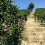 100 Years of Azelia: Old, Stubborn Beauty in Barolo 6