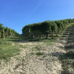 100 Years of Azelia: Old, Stubborn Beauty in Barolo 8