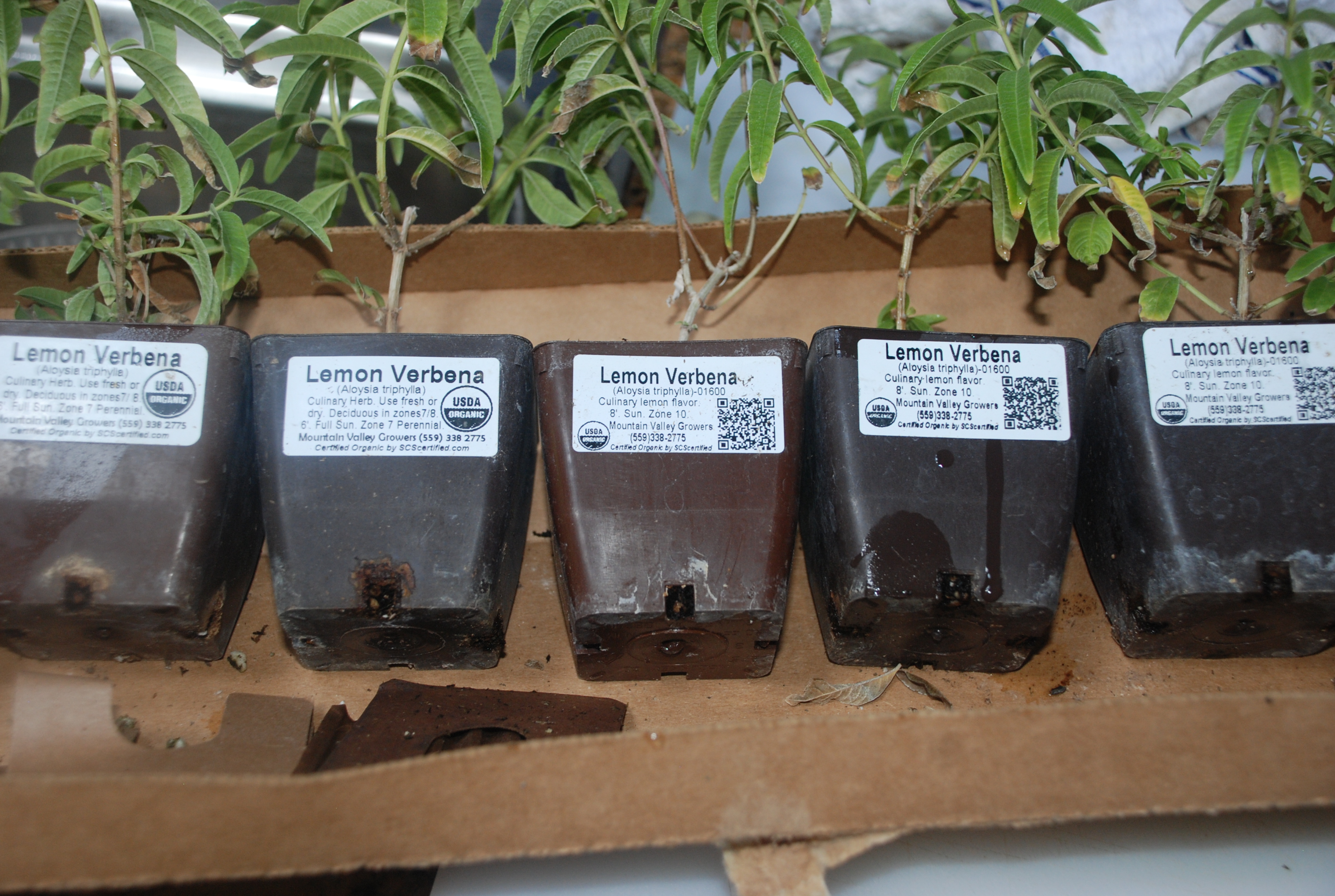 Organic Aloysia triphylla Lemon Verbena Plants from Mountain Valley Growers