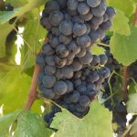 2020 Harvest Notes from France 9