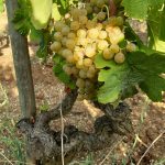 2020 Harvest Notes from France 10