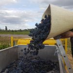 2020 Harvest Notes from France 11