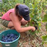 2020 Harvest Notes from France 14