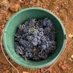 2020 Harvest Notes from France 15