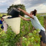 2020 Harvest Notes from France 16