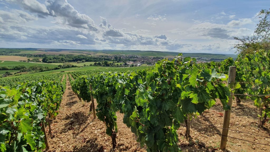 2020 Harvest Notes from France 18