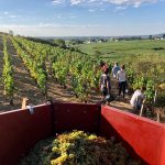 2020 Harvest Notes from France 1