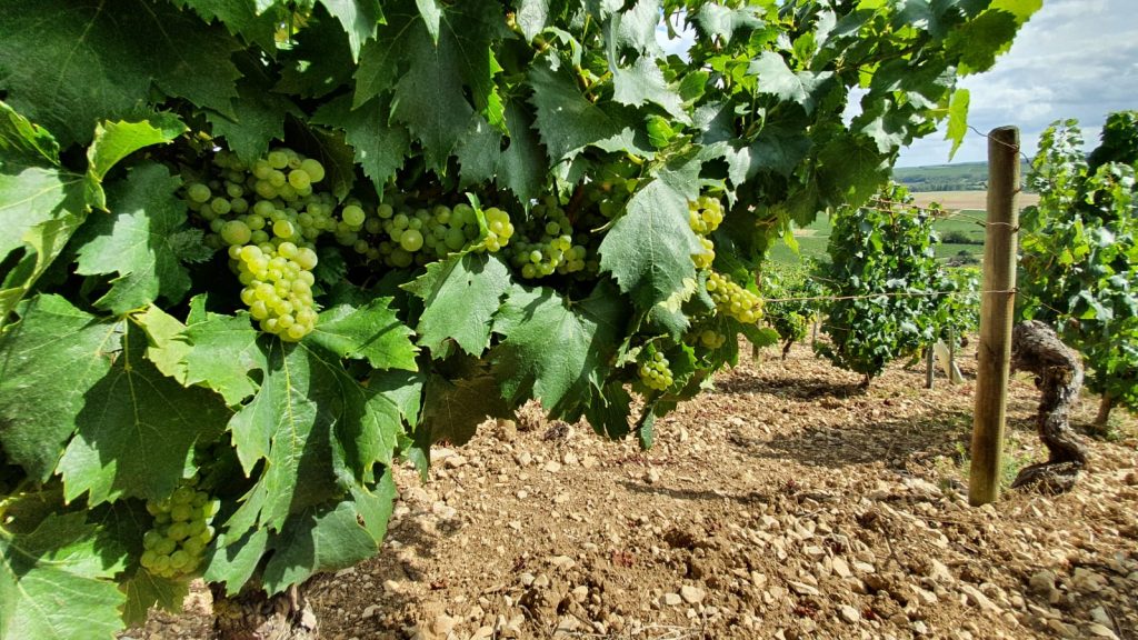 2020 Harvest Notes from France 19